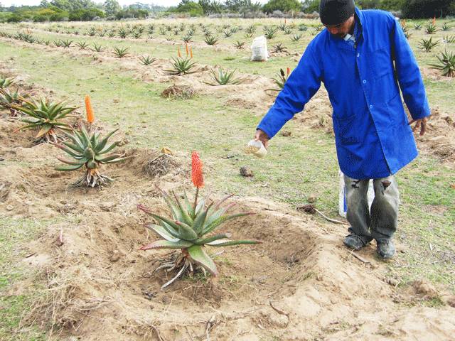 芦荟胶祛痘补水晒后修复,零添加无危害芦荟胶补水推荐