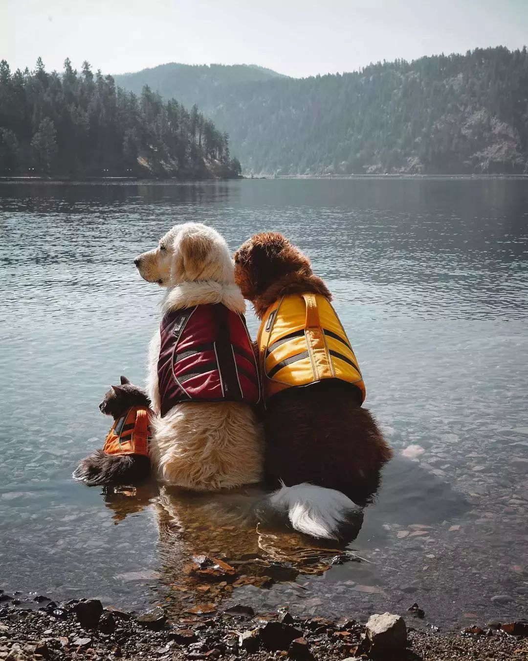 请不要点开音频,让人羡慕的金毛