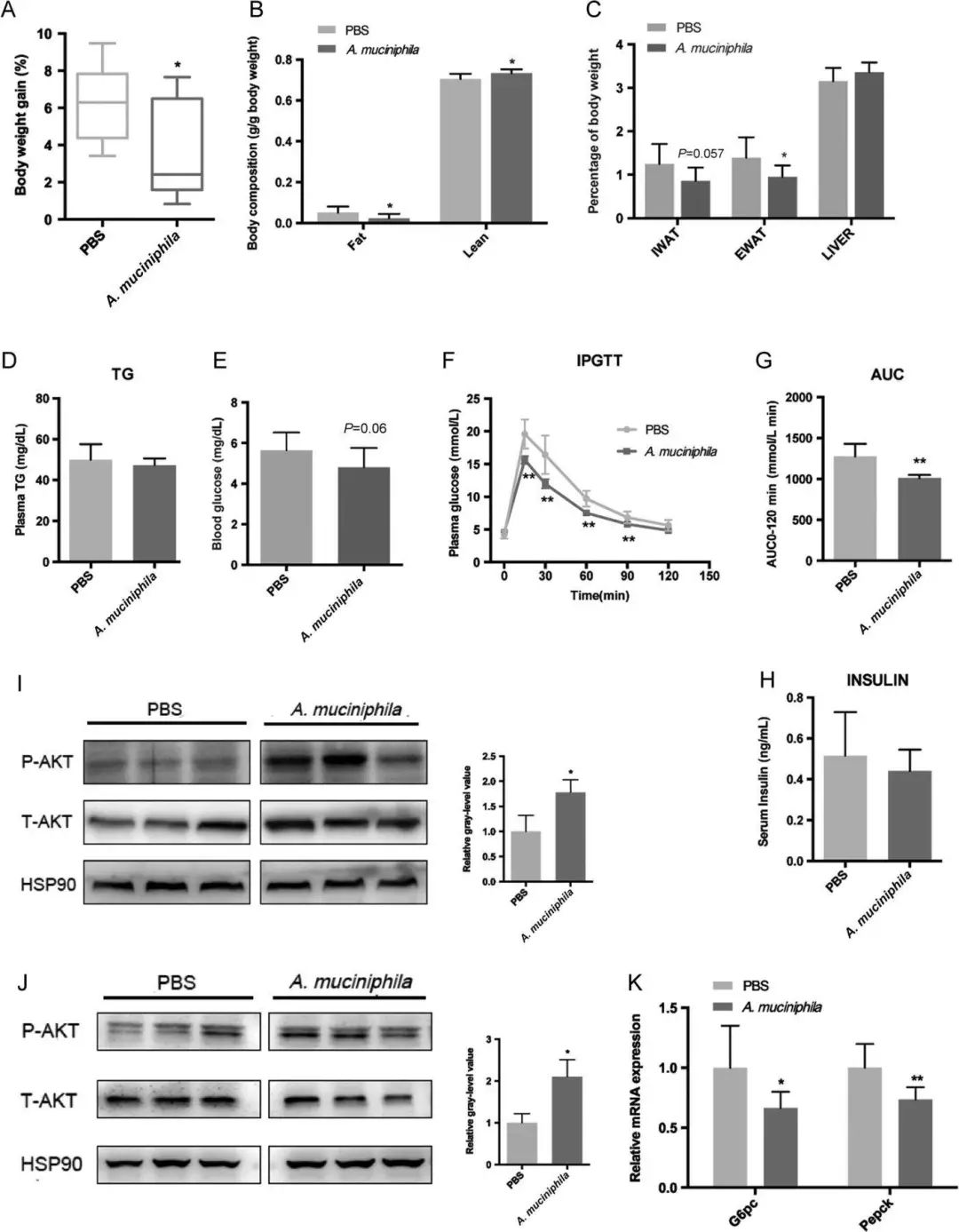 akk益生菌,益生菌akk瘦子菌推荐