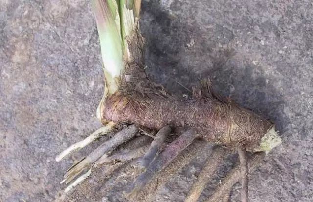 一吹即散的蒲公英图片,一吹就散的蒲公英什么意思