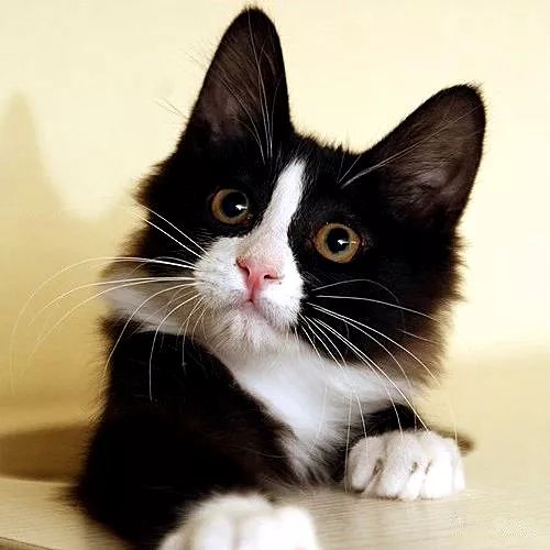 你做好准备领养一只猫了么?