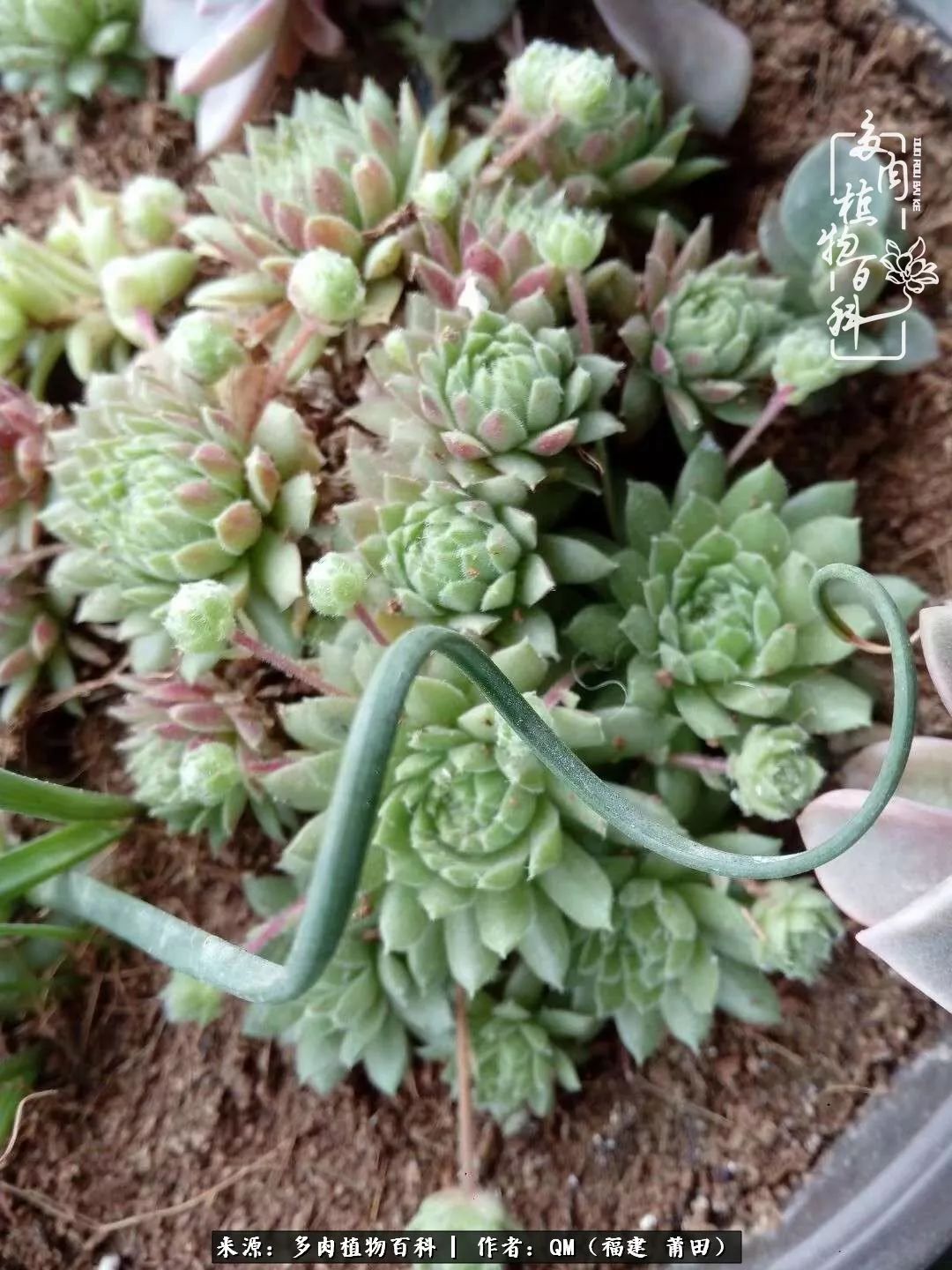 无尽的多肉!陪我走过七年人生之旅