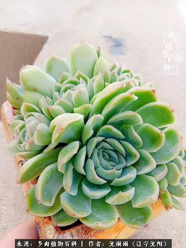 心若向阳无惧晴天,心若向阳不畏风雨