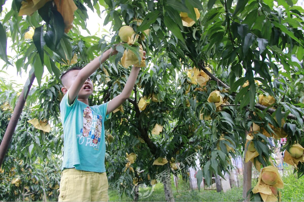 清溪黄桃园开展采摘活动,清溪龙凤维刚黄桃采摘园