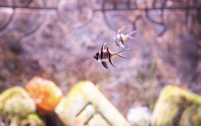 迪拜旅游自由行七日游,迪拜旅游11日自由行攻略最新