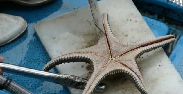 怎样吃海星,怎么吃海星不拉肚子