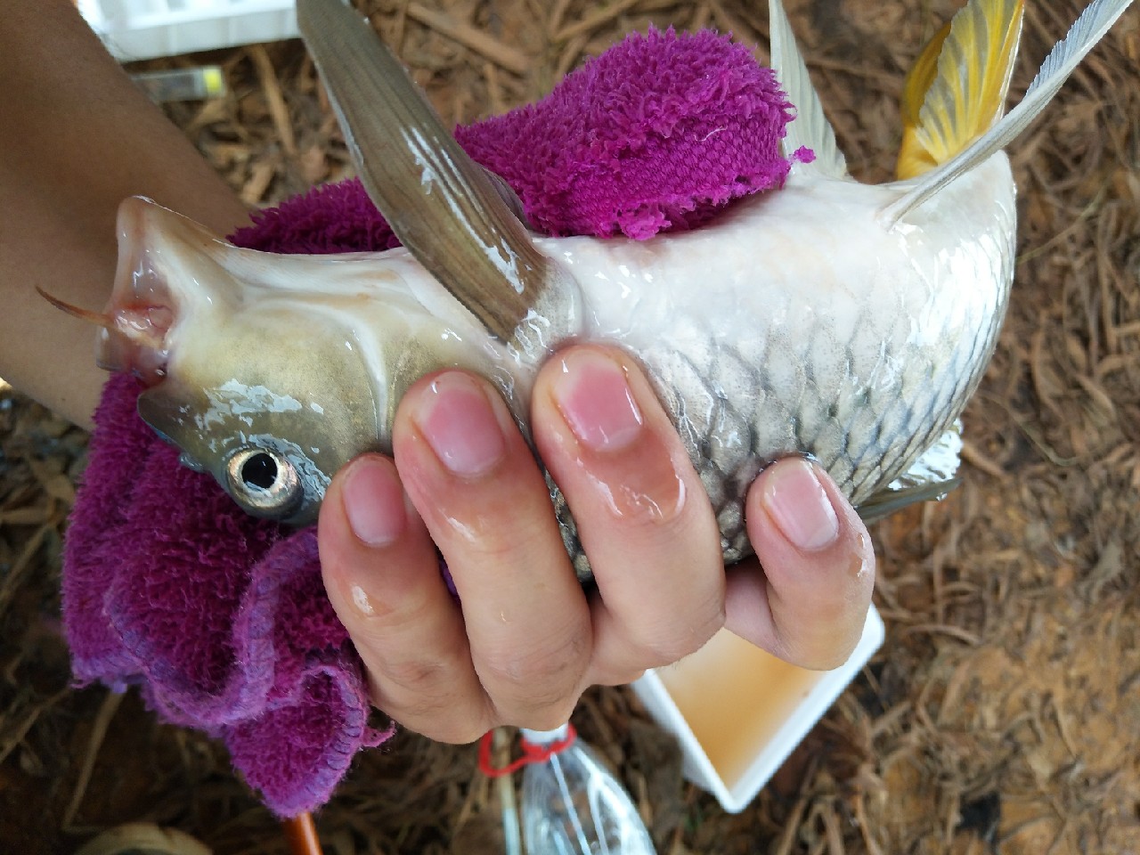 一不小心成坑冠，奈何狂拉还是败给网工...