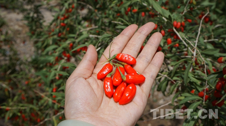 海西，你怎么这么好看