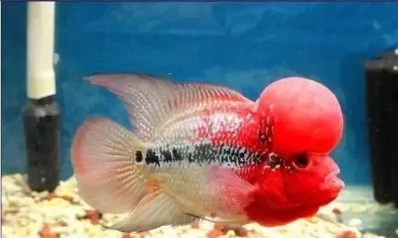 罗汉鱼开缸全过程,罗汉缸需要多少钱