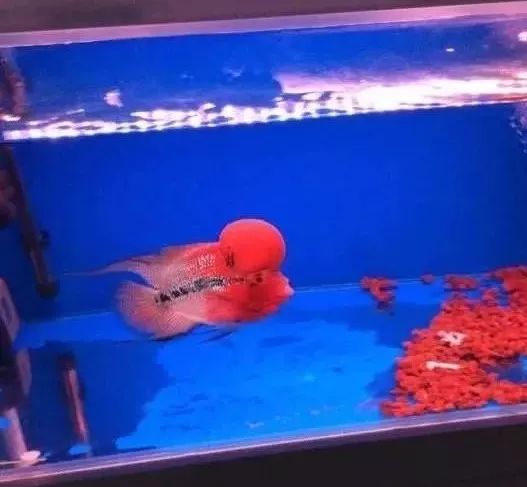 罗汉鱼开缸全过程,罗汉缸需要多少钱