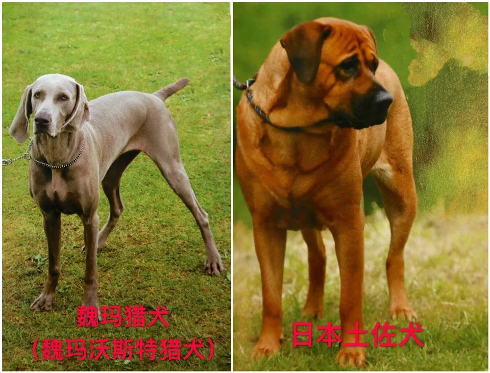 天津烈性犬,天津禁养犬重点管理区域划分
