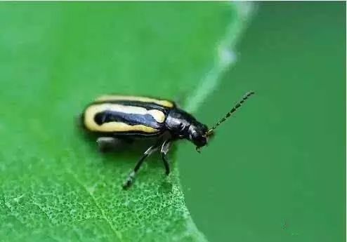 最全蔬菜害虫图谱,蔬菜常见害虫高清图片