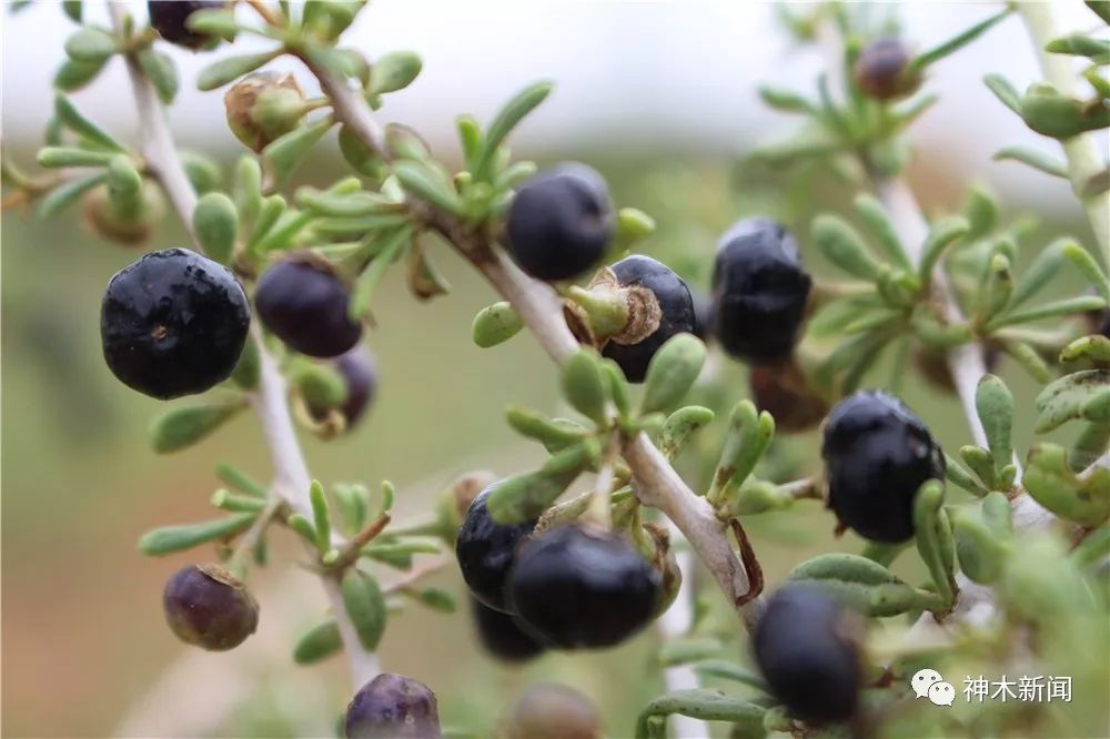 90后小伙子带村民致富,90后小伙带领全村人致富后续