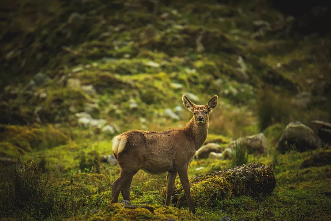 成都出发高铁8小时内目的地,成都出发高铁直达的旅游景点