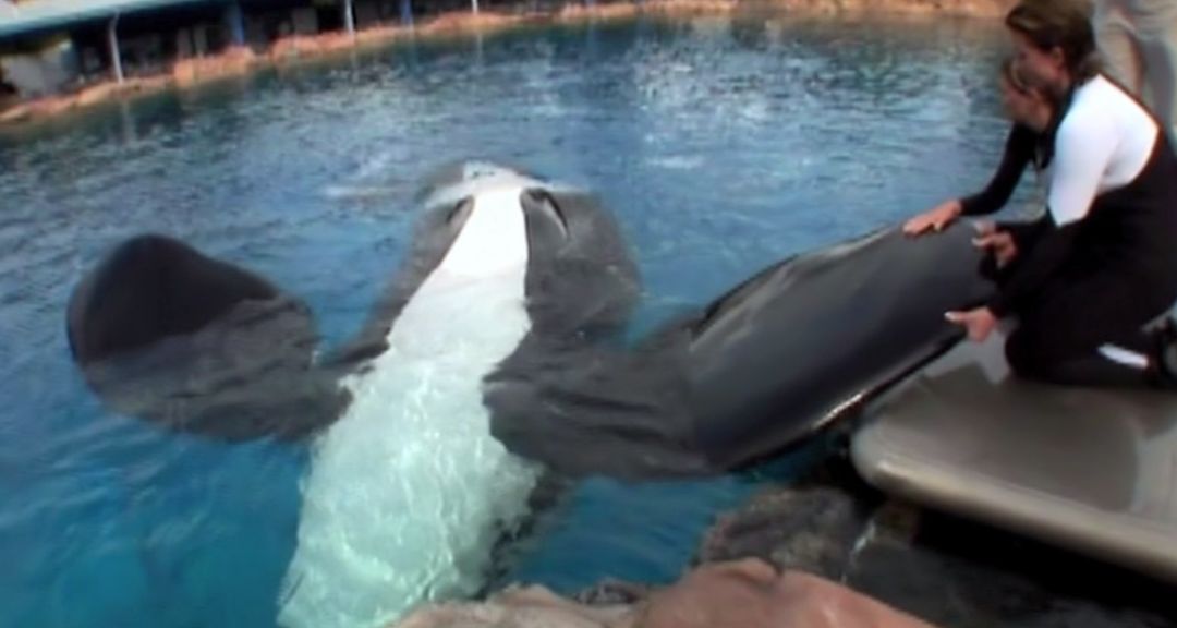 丧心病狂！每帧画面都在捅刀子，多少人忽视了这些人间惨剧…