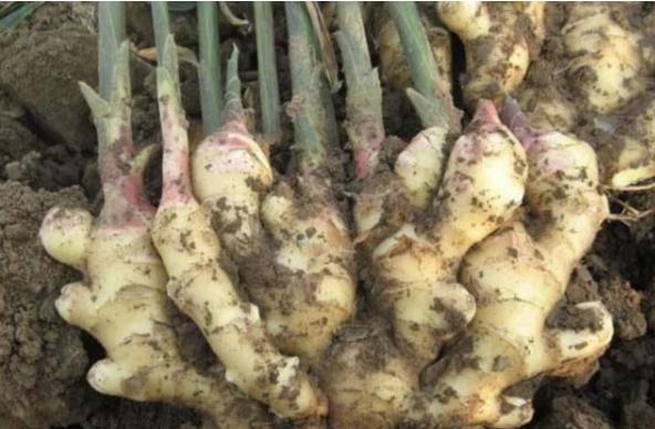 张大妈盆栽生姜，每隔30天摘一茬，吃3个月