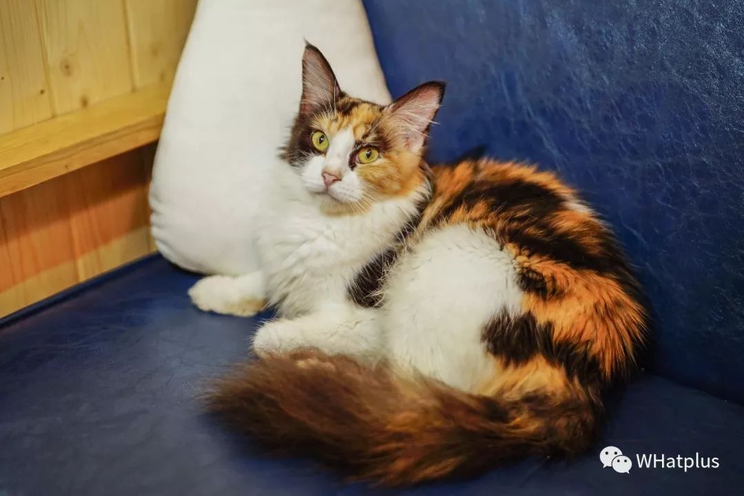 5家猫咖店200只猫，这对夫妻治愈无数武汉人