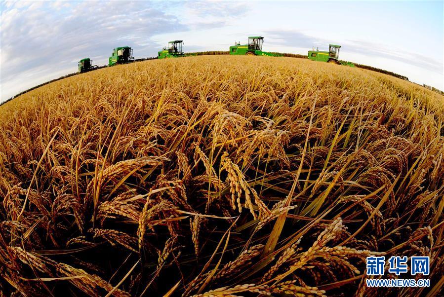 黑土龙腾新跨越——黑龙江省争当农业现代化排头兵巡礼