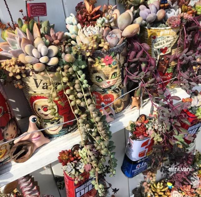 当破铜烂铁碰上多肉，这美度居然还能翻倍