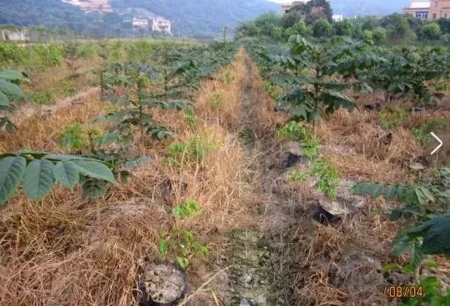 草铵膦加复合肥效果好吗,草铵膦加尿素能除草吗