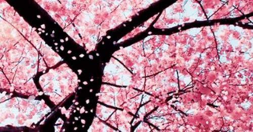 森田药妆面膜橙色,森田药妆面膜台湾版