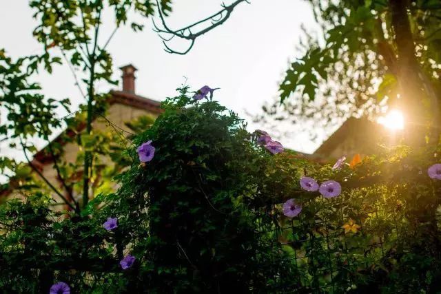 带你领略不一样的鼓浪屿,带你领略鼓浪屿岛上风光