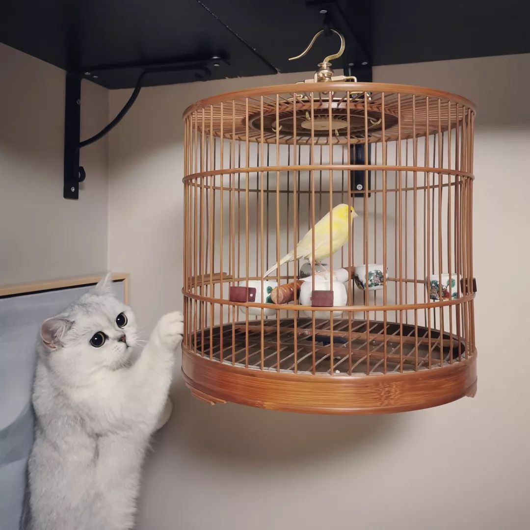 猫知道想主人吗,猫知道下雨下雪