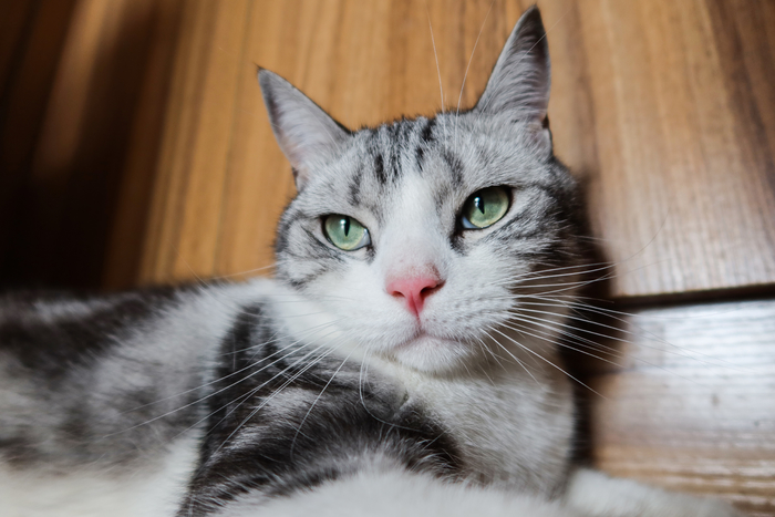 口袋vlog摄影机,口袋相机拍摄vlog视频