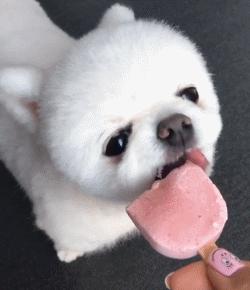 狗狗舌头的秘密居然有7个,汪星人有哪些秘密