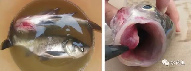 鲢鳙鱼出血病,花白鲢败血症