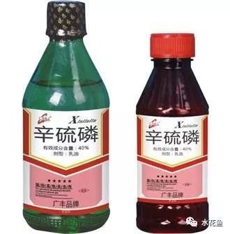 鲢鳙鱼出血病,花白鲢败血症