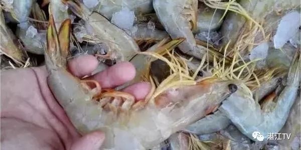 香港tvb经典打卡,香港湛江海鲜