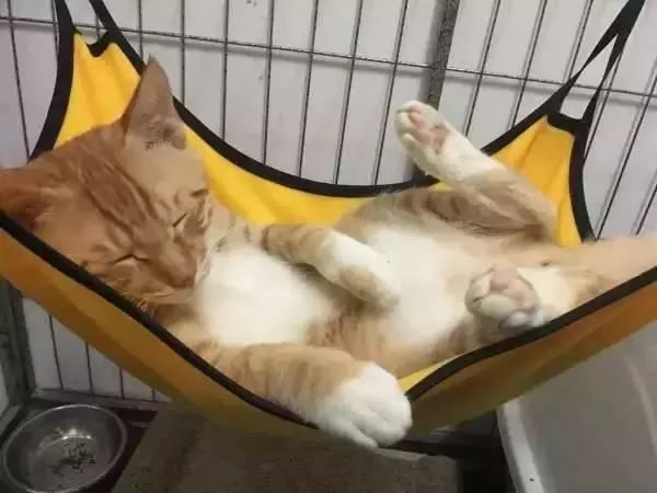 千万别养猫,来自万千网友的血泪控诉