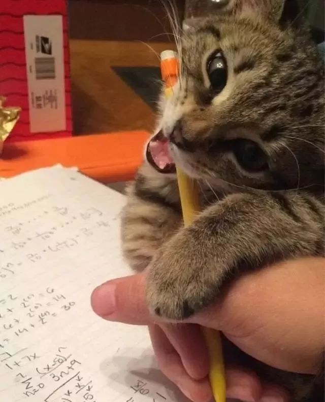 千万别养猫,来自万千网友的血泪控诉