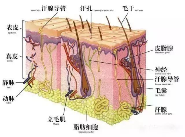 为什么身上的体毛会越刮越粗,体毛越刮越多有科学依据吗