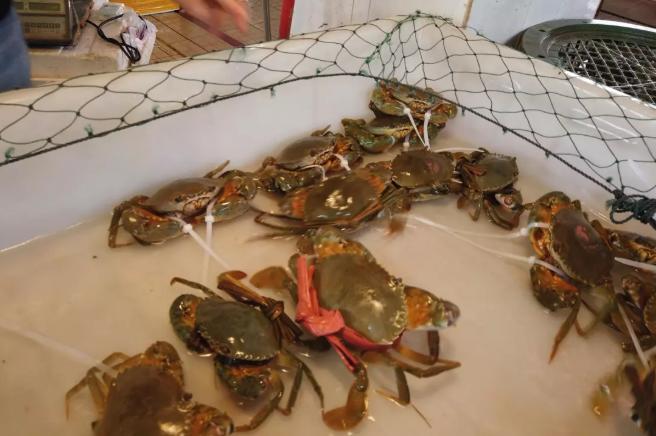 海鲜市场10元一只生蚝,海鲜生蚝一元一个