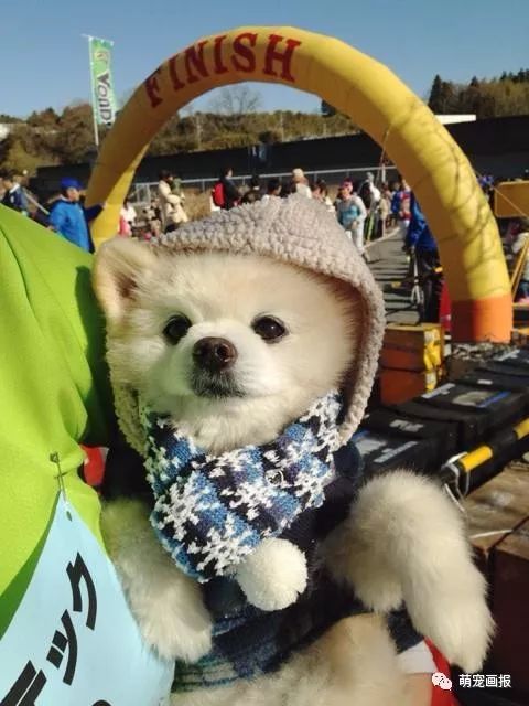 博美犬俊介君,日本博美犬俊介君