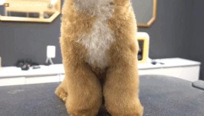 在网上爆火的一只狗,火爆全网的外国狗子