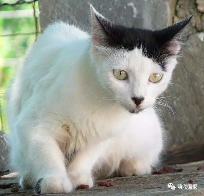 你家有没有这样一只带着小胡子的奶牛猫？