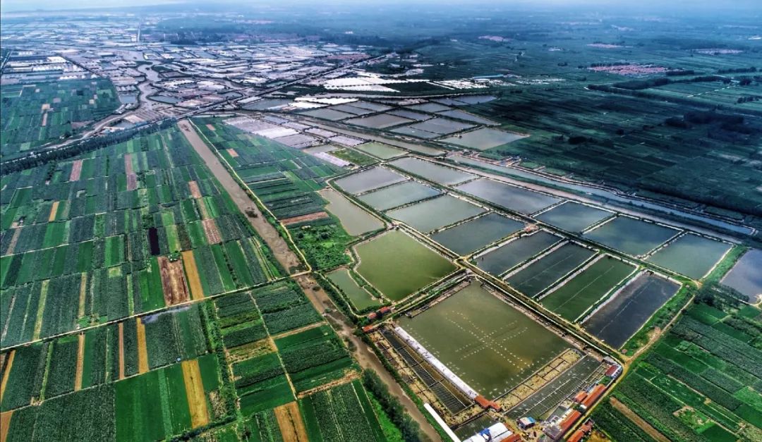 青岛梭子蟹养殖,梭子蟹青岛