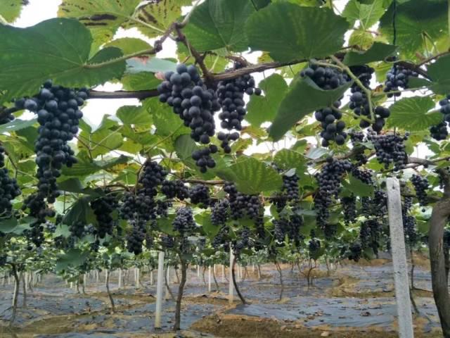 乐昌葡萄庄园在哪里,乐昌庄园