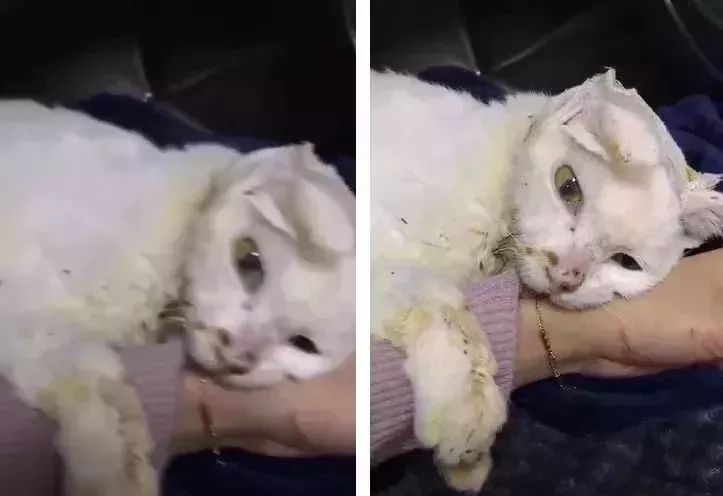 猫被领养后的真实生活,收养一只流浪猫几个月了野性难改