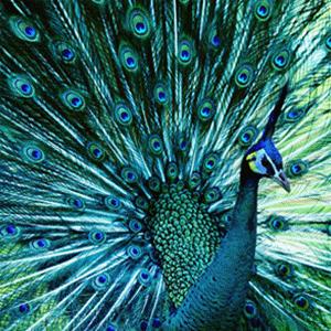 平湖免费景点推荐一下,平湖周边最近的动物园