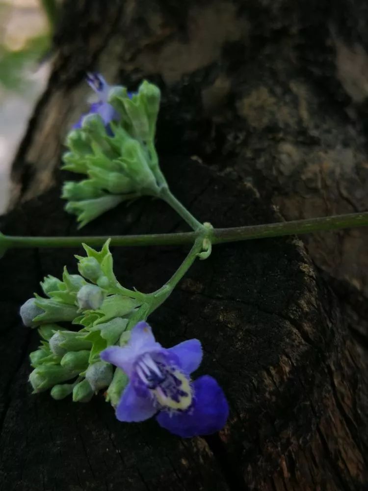 负荆请罪中的荆条,负荆请罪里的荆条