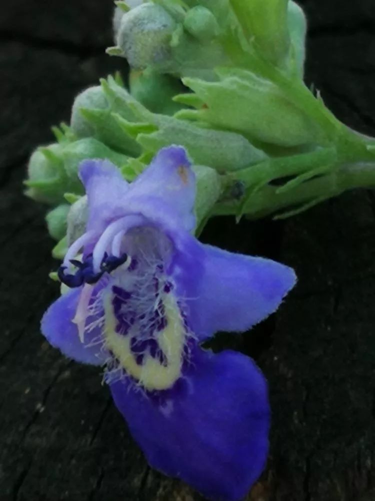 负荆请罪中的荆条,负荆请罪里的荆条