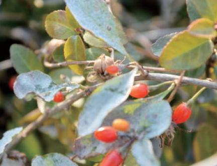 狗年哲理句子,狗年说狗阅读理解答案