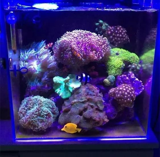 40方缸用背滤,小尺寸背滤