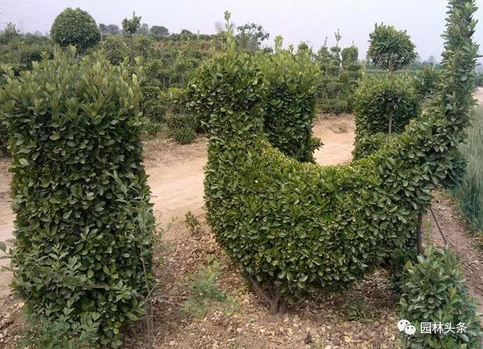 适合庭院种植的高颜值苗,适合院子种植的苗木