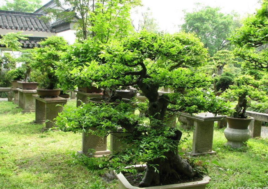 适合庭院种植的高颜值苗,适合院子种植的苗木