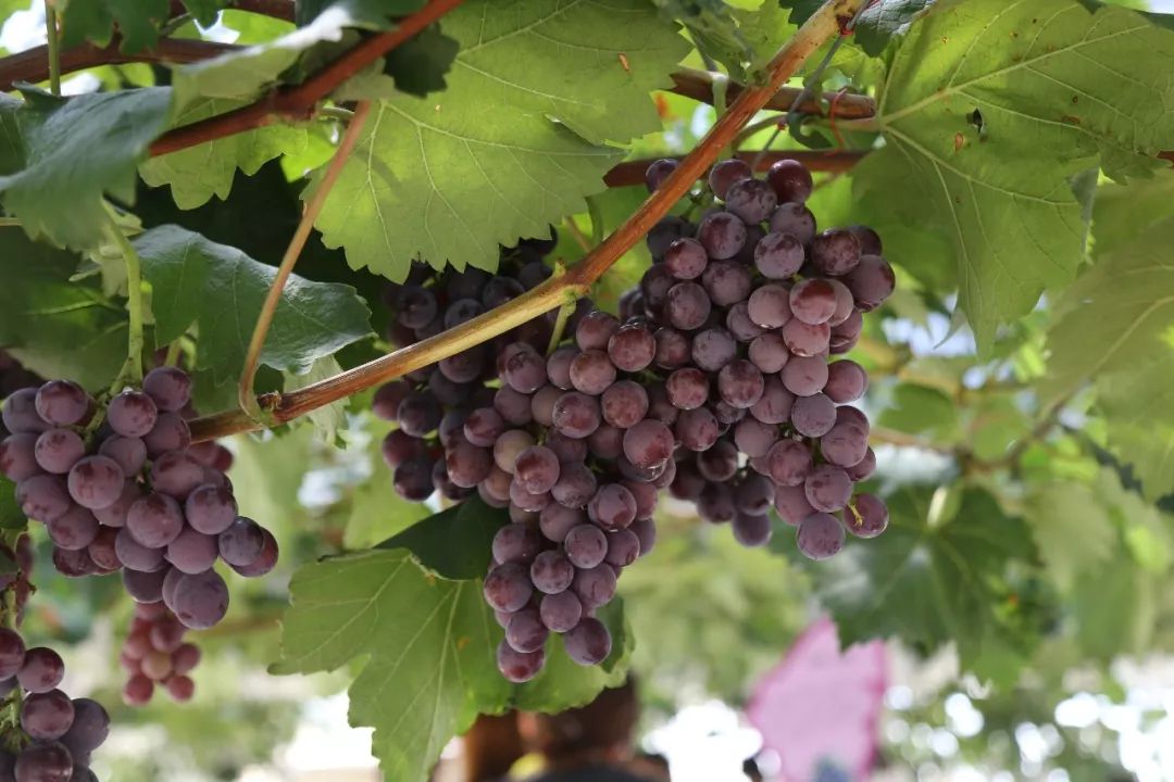 十一国庆节动物王国表演时间表,假期动物世界表演